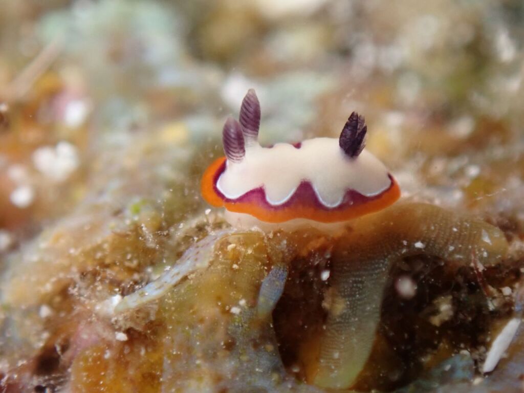 フジナミウミウシ
