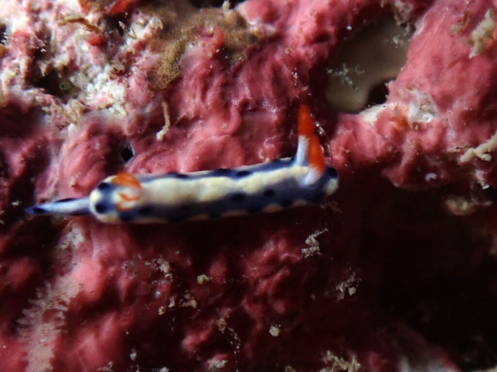 ヨゾラミドリガイ