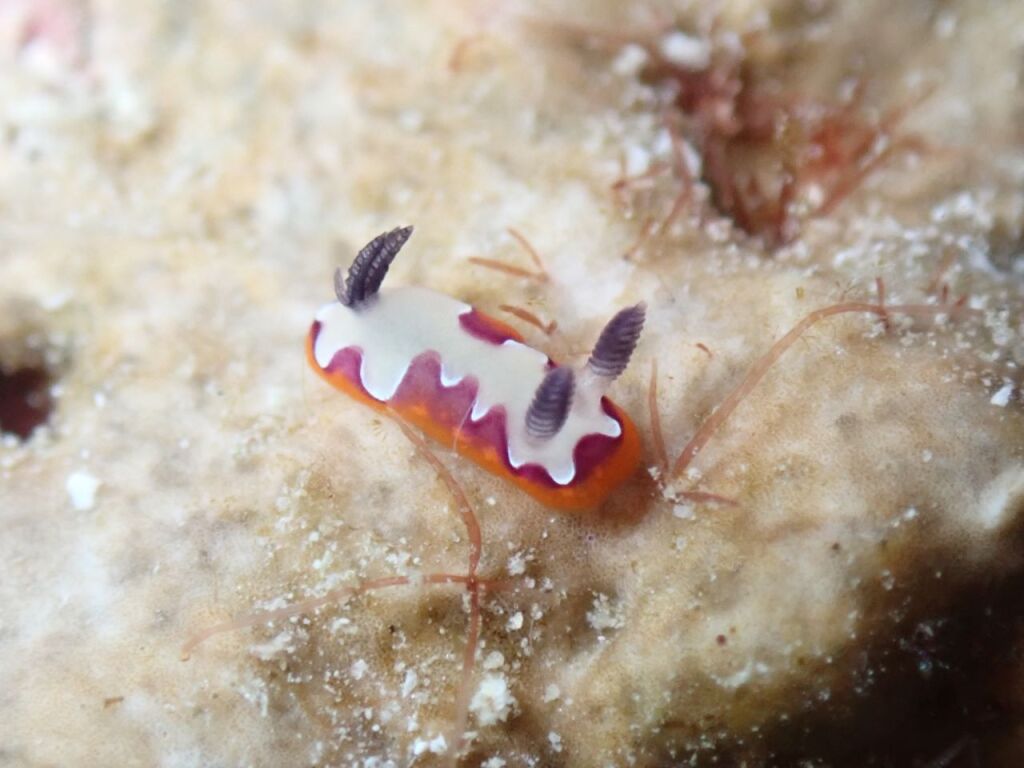 フジナミウミウシ