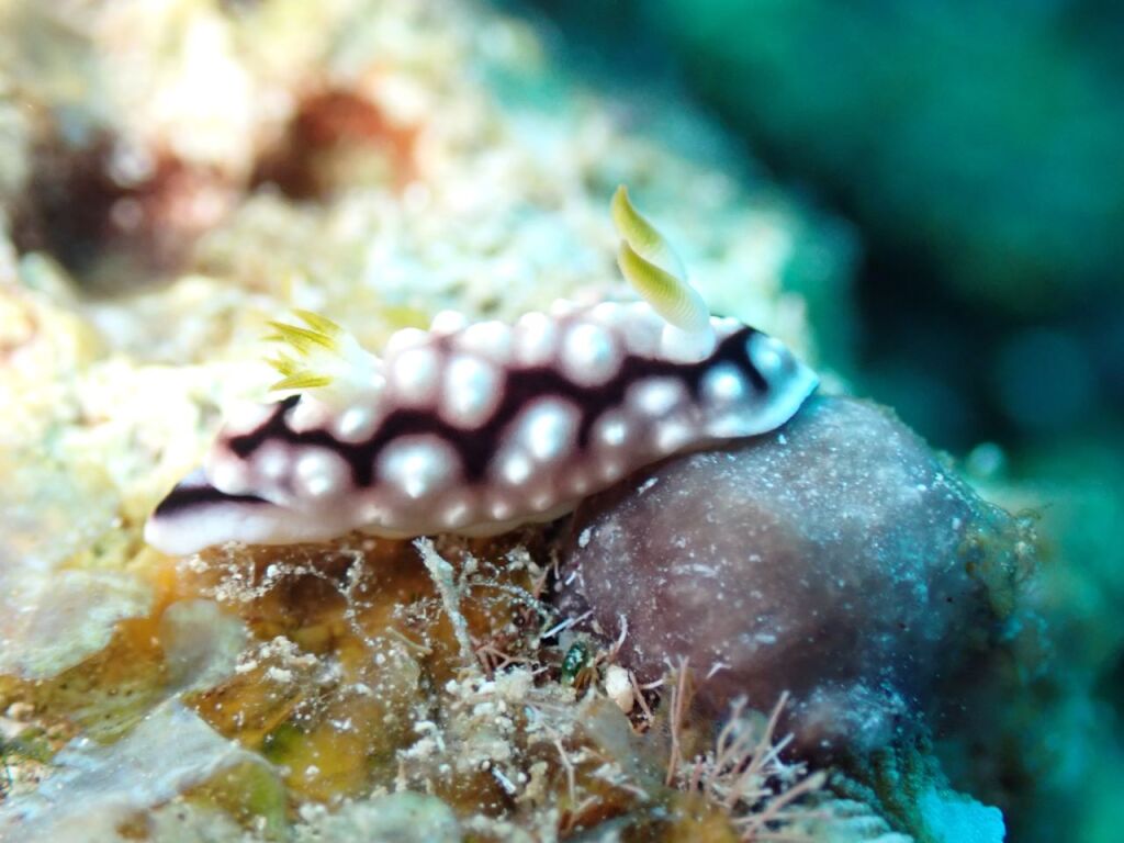 キカモヨウウミウシ