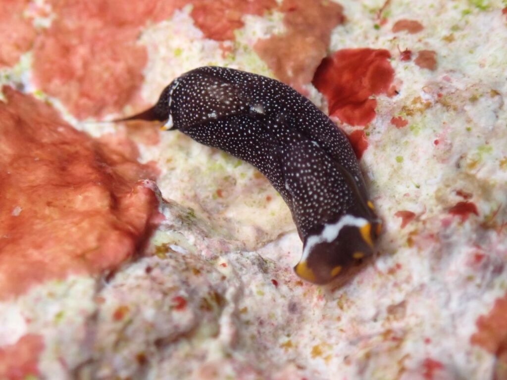 アカボシツバメガイ