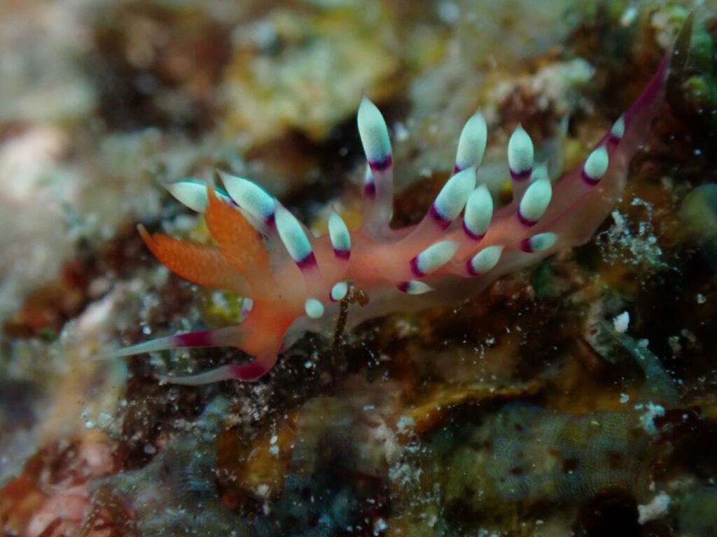 アデヤカミノウミウシ