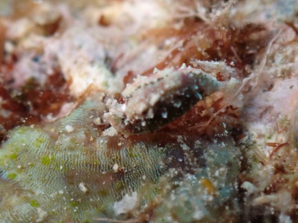 ツノクロミドリガイ