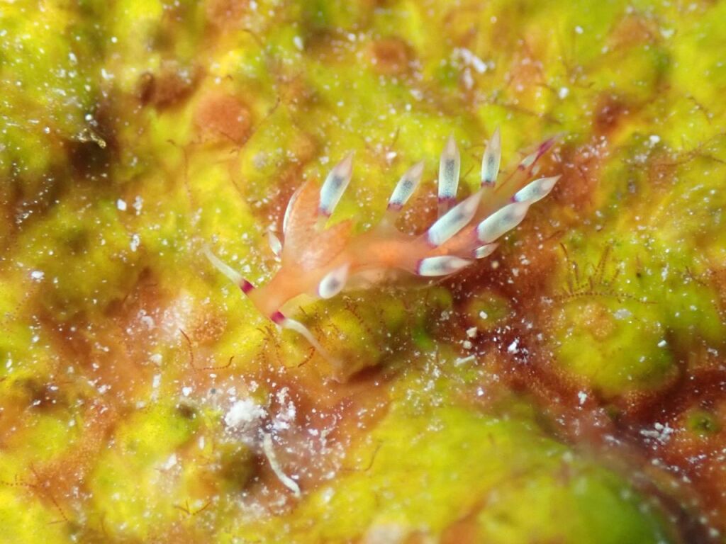 アデヤカミノウミウシ