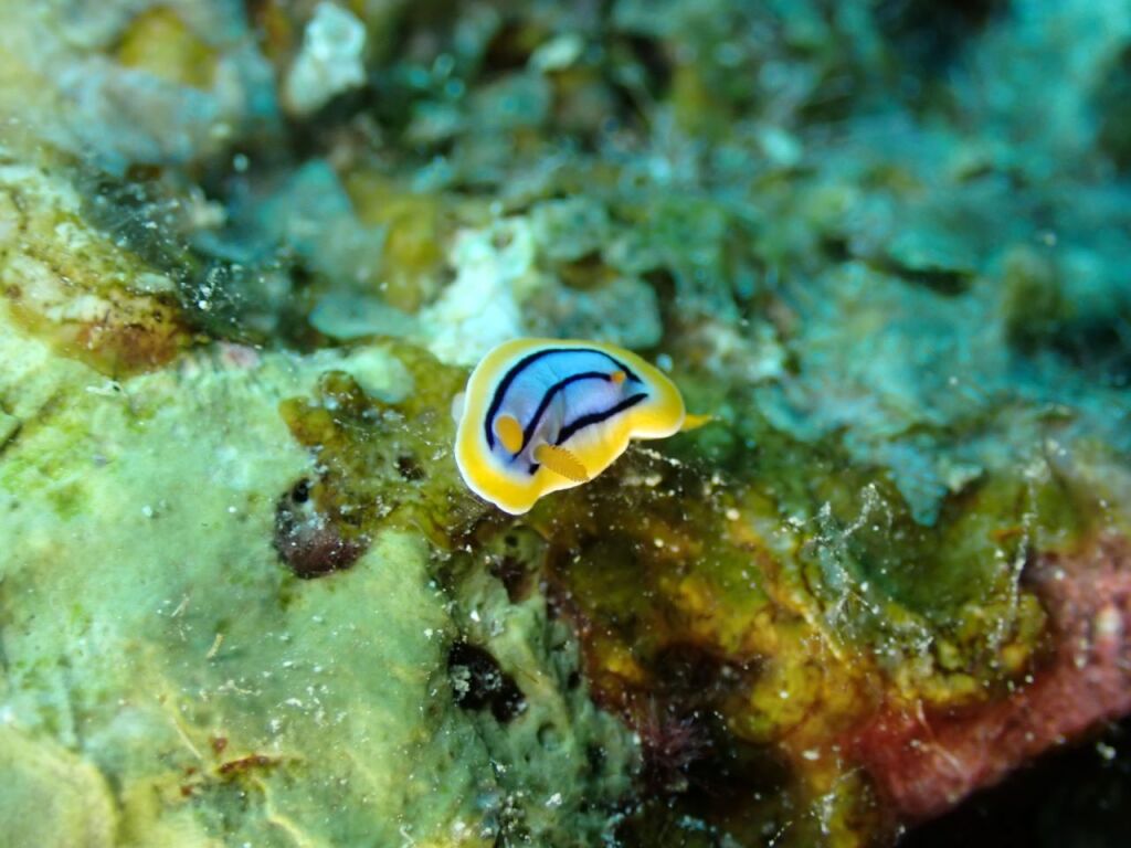 コールマンウミウシ
