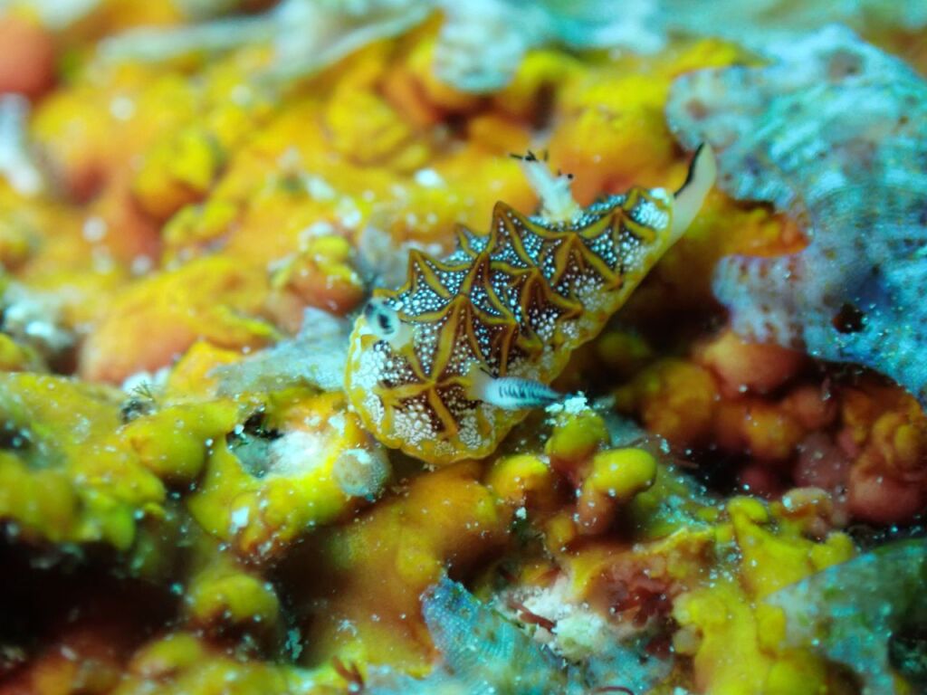 モザイクウミウシ