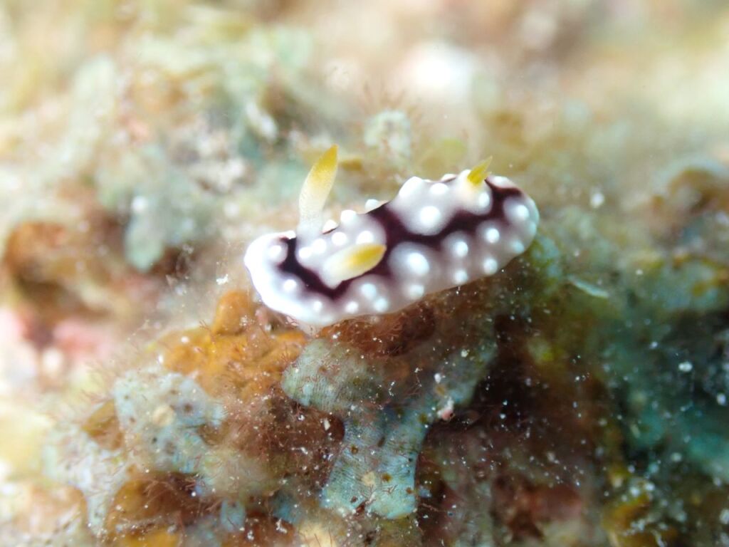 キカモヨウウミウシ