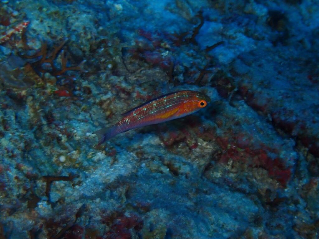 ツキノワイトヒキベラ♀