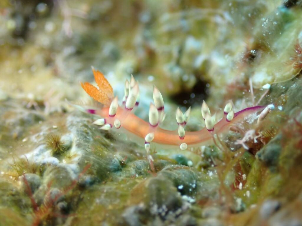 アデヤカミノウミウシ