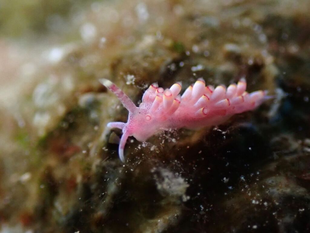 シロタエミノウミウシ属の一種