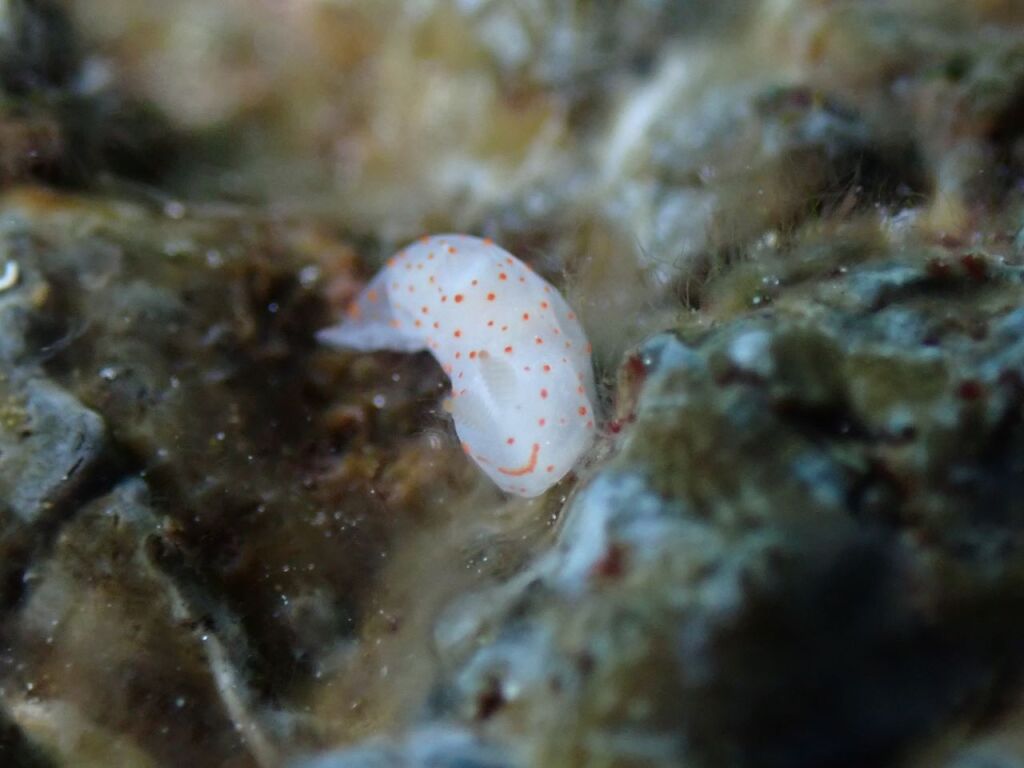 アカボシウミウシ